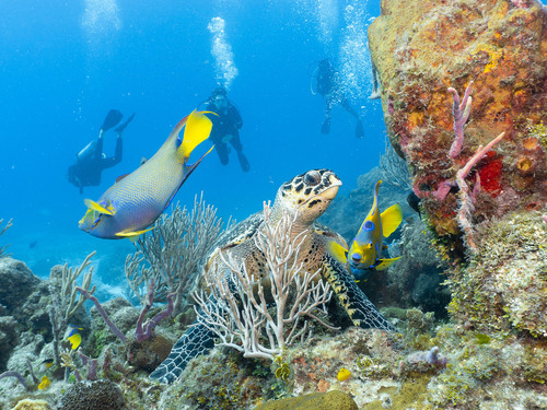 Cozumel  Mexico Dive Tour Reviews