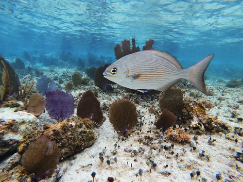 Cozumel Colorful Fish Snorkel Tour Reviews