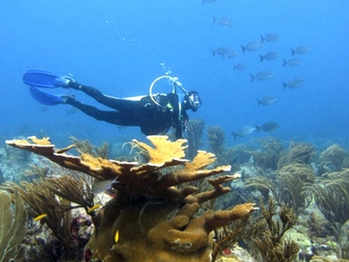 St Maarten  Philipsburg learn to dive Tour