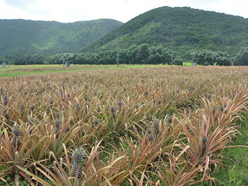 Antigua  St. John's sugar mill Trip Prices