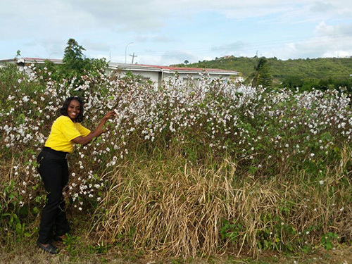 Antigua  St. John's pineapple farm Cruise Excursion Reservations