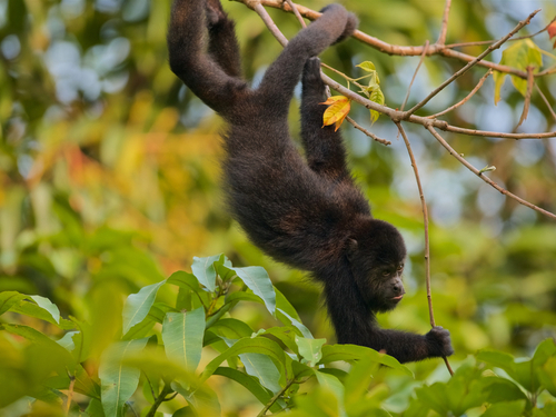 Belize  Belize City Howler monkeys Tickets