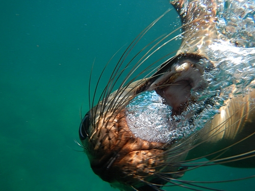 Ensenada beautiful reefs Tickets