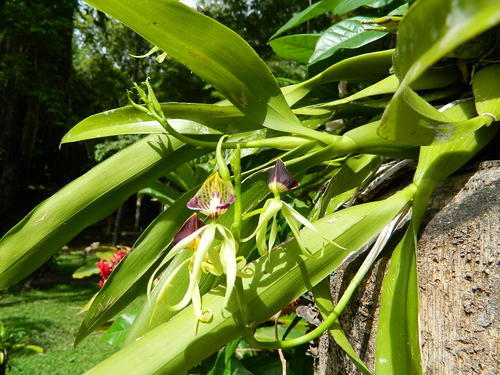 Belize river kayaking Shore Excursion Reviews