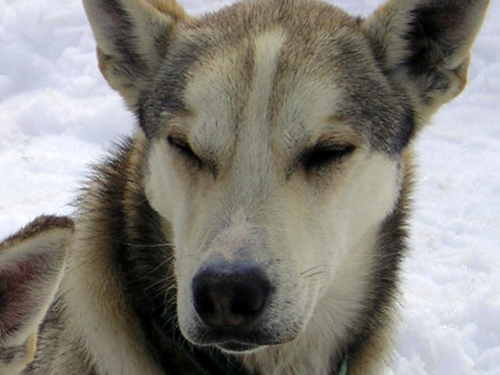 Juneau dog sled Cruise Excursion Reviews