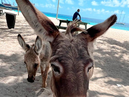 Grand Turk ATV Adventure Excursion