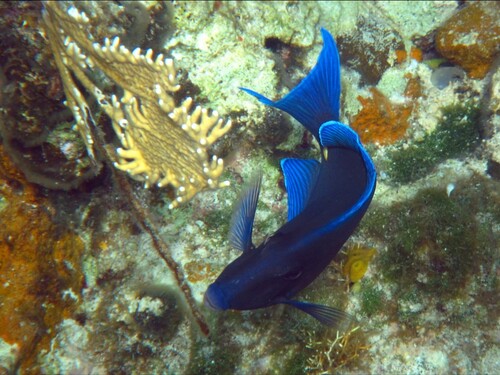 Turks and Caicos boat snorkel Trip Reviews