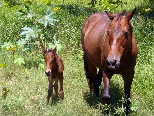 Montego Bay  Jamaica ocean swim with horses Excursion