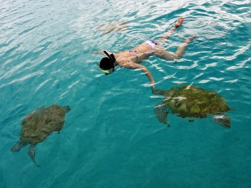 Barbados snorkel at shipwreck Shore Excursion