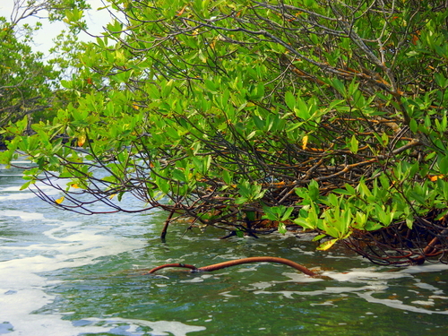 Belize river manantees Boat Tour Cost