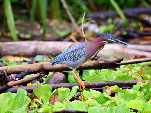 Puerto Limon tortuguero canal Trip Cost