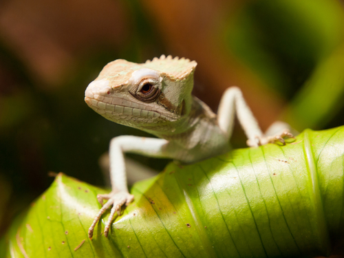 Belize City jungle jeep Shore Excursion Prices