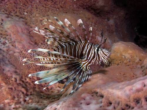 Costa Maya lionfish hunting Cruise Excursion