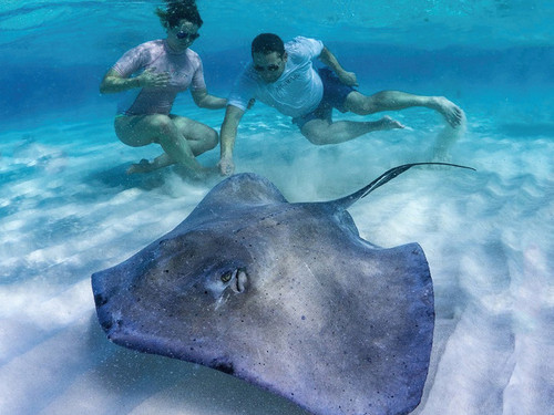 Grand Cayman southern stingray Tour Tickets