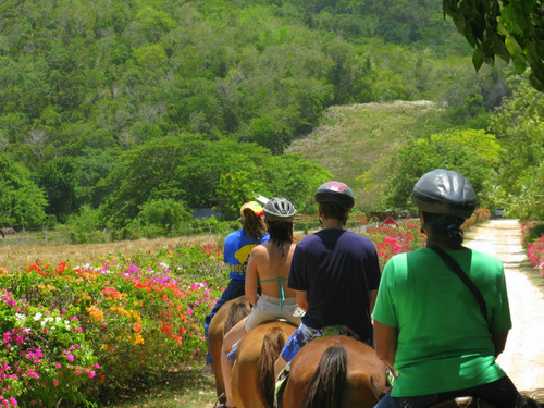 Montego Bay ocean swim with horses Trip