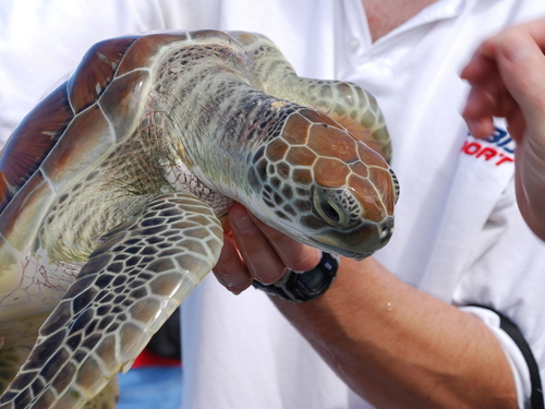 Cayman Islands snorkel Excursion Reservations