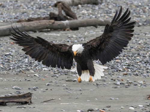 Haines Alaska rafting boat Tour Reservations