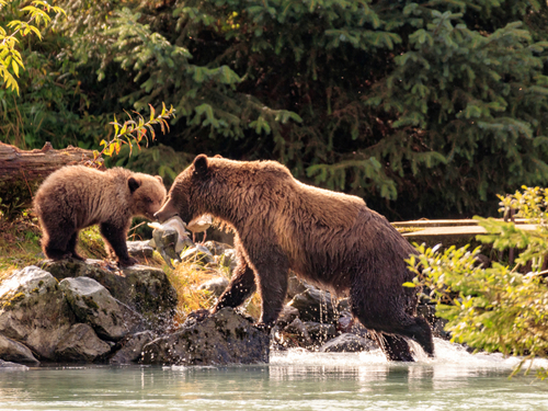 Haines Wildlife viewing Private Excursion Cost