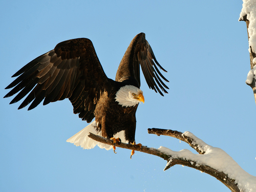 Haines  Alaska / USA Nature Walk Private Trip Prices