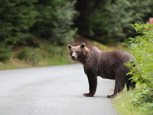 Haines Private Chilkoot Lake Nature and Wildlife Viewing Excursion