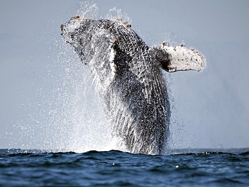 Turks and Caicos whale watching Shore Excursion Cost