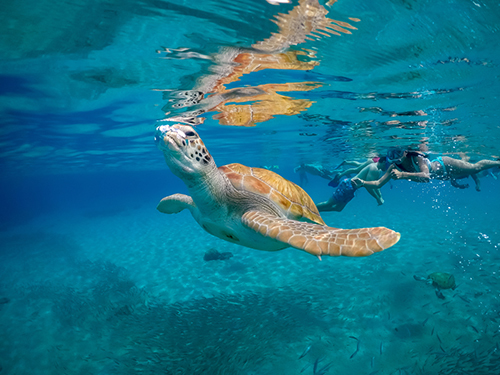 Harvest Caye Belize Sting Rays Snorkeling Shore Excursion Booking