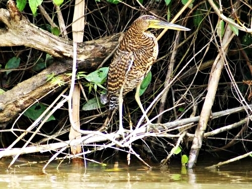 Harvest Caye  Belize Belize Wildlife Excursion Booking