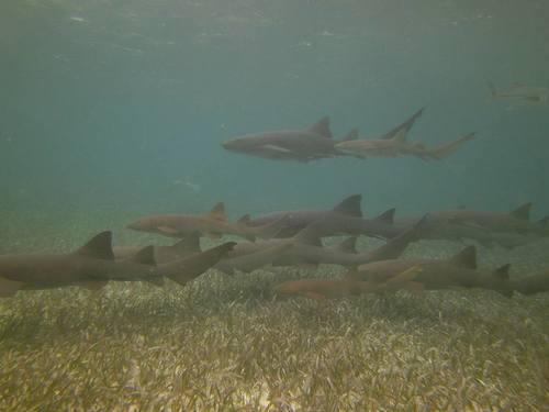 Harvest Caye  Belize Harvest Caye Trip Prices