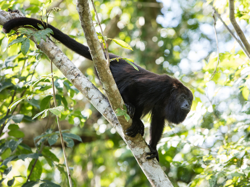 Harvest Caye  Belize Howler Monkey bTour Cost