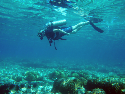 Harvest Caye Belize Laughing Bird Caye Scuba Diving Tour Reservations