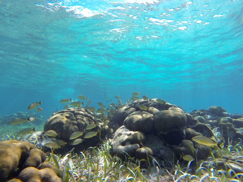 Harvest Caye  Belize Marine Life Tour Tickets