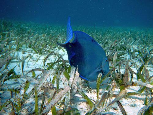 Harvest Caye  Belize National Park Excursion Cost