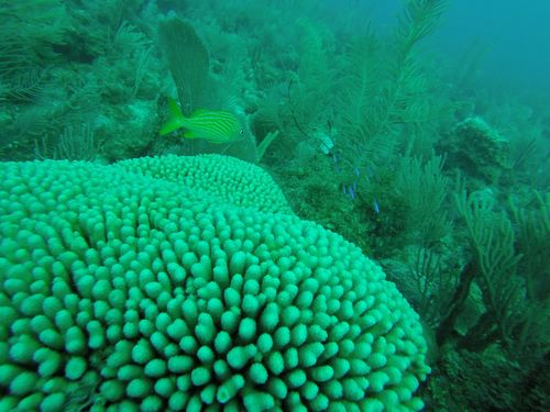 Harvest Caye Belize National Park Scuba Diving Tour Reviews