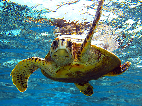 Harvest Caye Belize Logger Head Turtle Snorkel Trip Booking