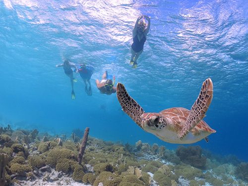 Harvest Caye Belize Sting Rays Snorkeling Excursion Cost