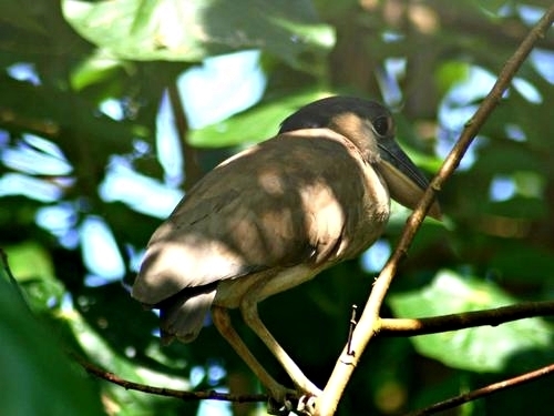 Harvest Caye Belize Wildlife bTour Booking