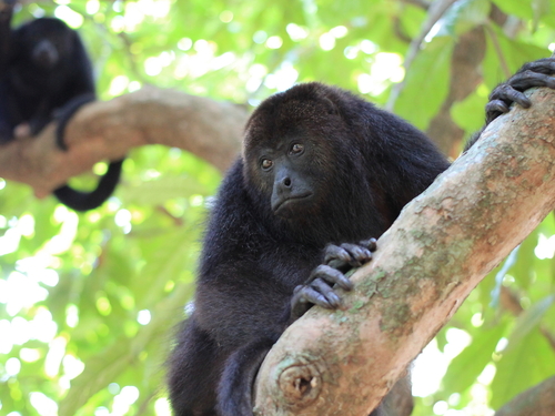 Harvest Caye Belize Wildlife Shore Excursion Reservations