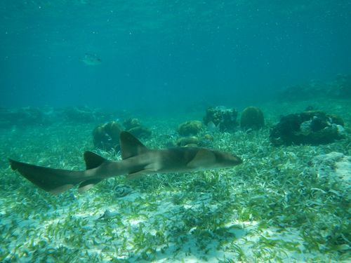 Harvest Caye Coral Reef Tour Booking