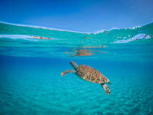 Harvest Caye Belize Barrier Reef Snorkel Tour Reservations