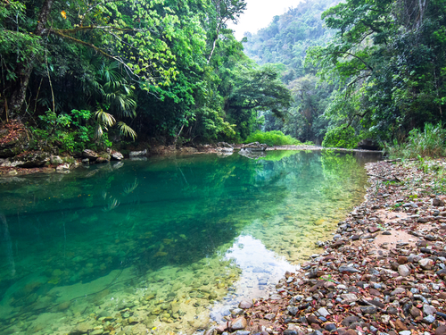 Harvest Caye Jungle Cruise Excursion Cost