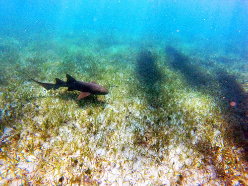 Harvest Caye Marine Life Tour Cost