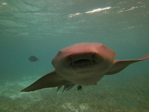 Harvest Caye Marine Life Tour Cost