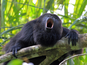 Harvest Caye Monkey River Wildlife Adventure Excursion