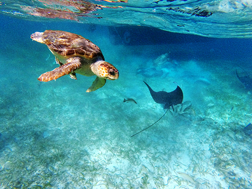 Harvest Caye Sting Rays Snorkeling Excursion Reservations