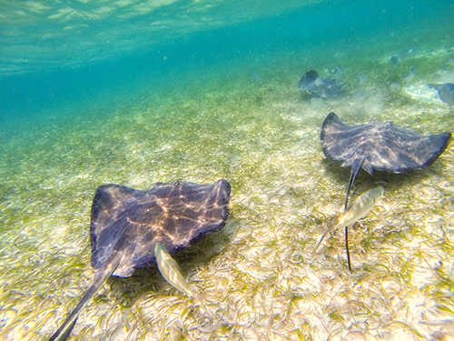 Harvest Caye Belize Turtle Alley Snorkeling Excursion Cost