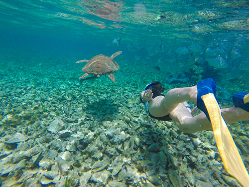 Harvest Caye Nurse Sharks Snorkeling Shore Excursion Cost