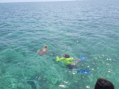 Harvest Caye Snorkel adventure Cruise Excursion Reviews