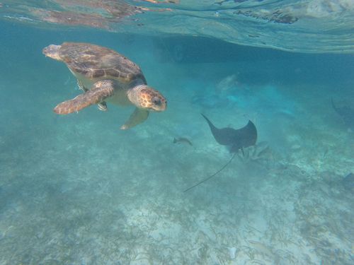 Harvest Caye Swimming Cruise Excursion Booking