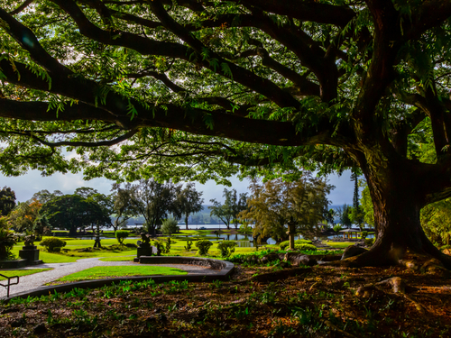 Hilo Japanese Garden Trip Booking