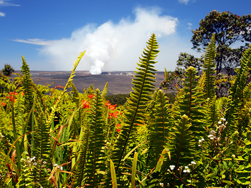 Hilo Big Island Candies Sightseeing Excursion Reservations